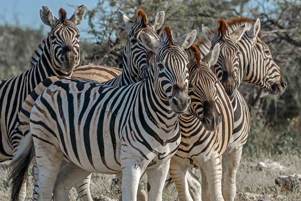 03. Zebra im Etosha