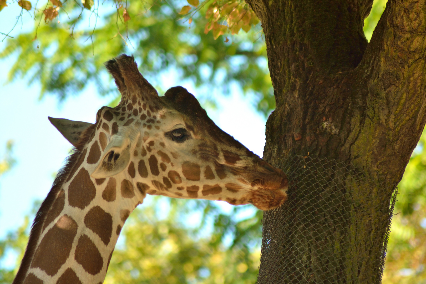 03 Zoo Frankfurt 2018