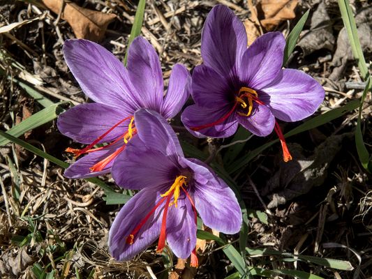 030 Safran_Heinz Schaub