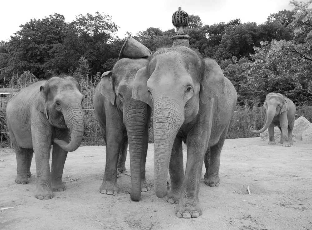 03_06_2008 Tierpark München