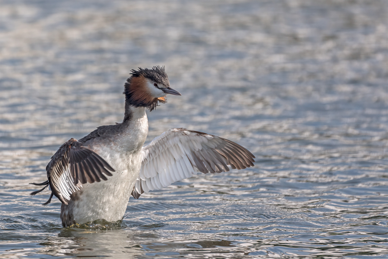 030_Steinhude / Steinhuder Meer