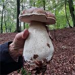 031 / 2020 - Steinpilz 370 Gramm 