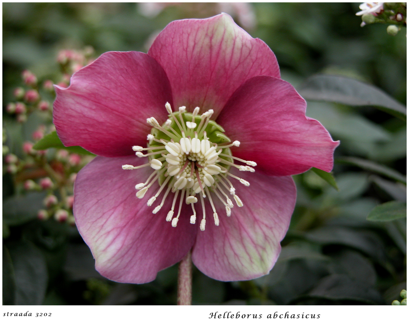 031-2024 Helleborus abchasicus 