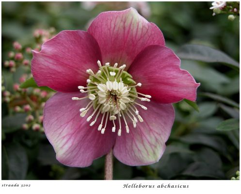 031-2024 Helleborus abchasicus