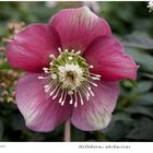 031-2024 Helleborus abchasicus 