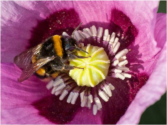 031 Hummel_Heinz Schaub