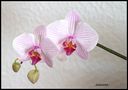 UNE ORCHIDEE de Josiane64 