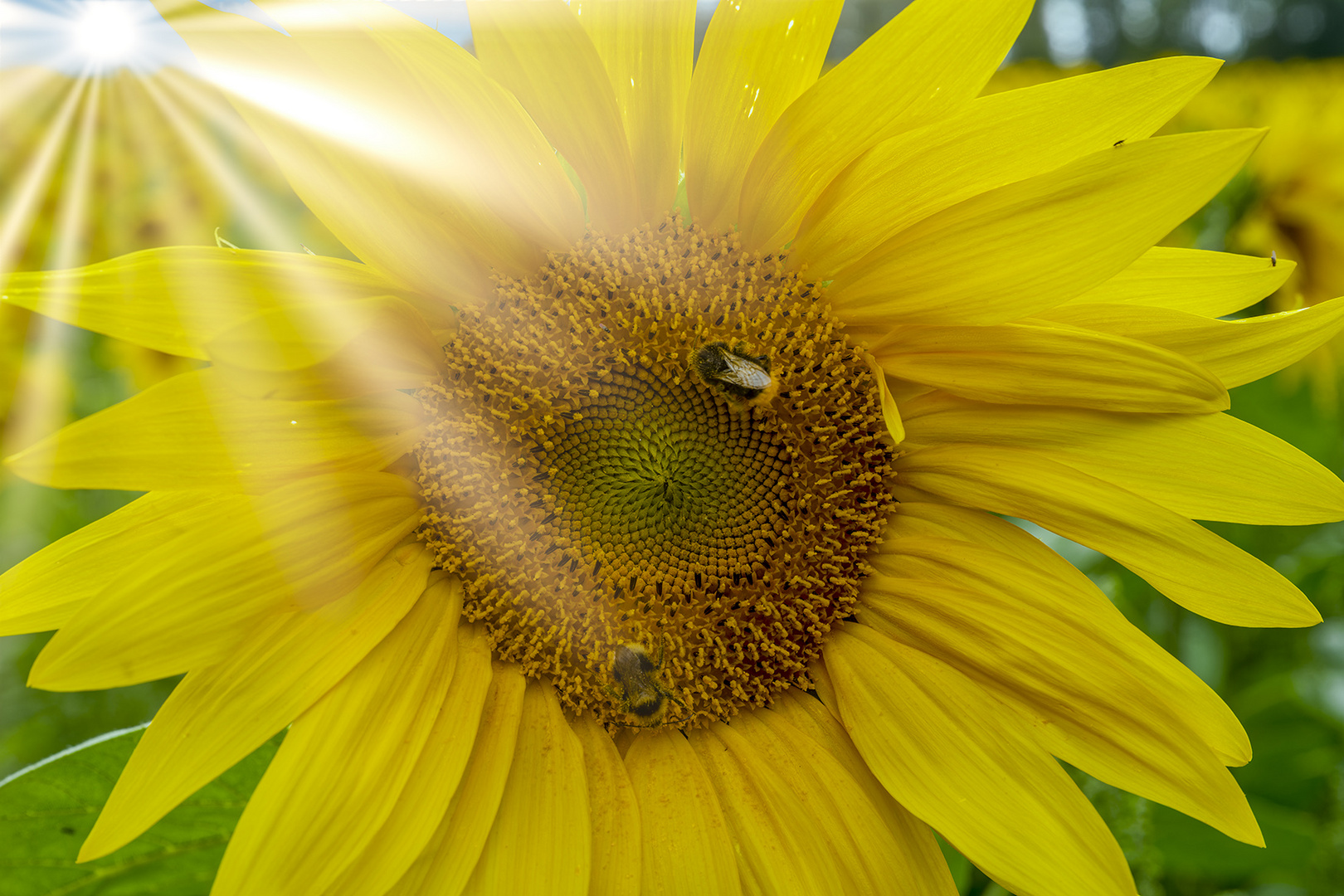 0316UZ Sonnenblume mit Hummeln und Sonne Strahlen