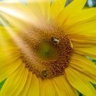 0316UZ Sonnenblume mit Hummeln und Sonne Strahlen