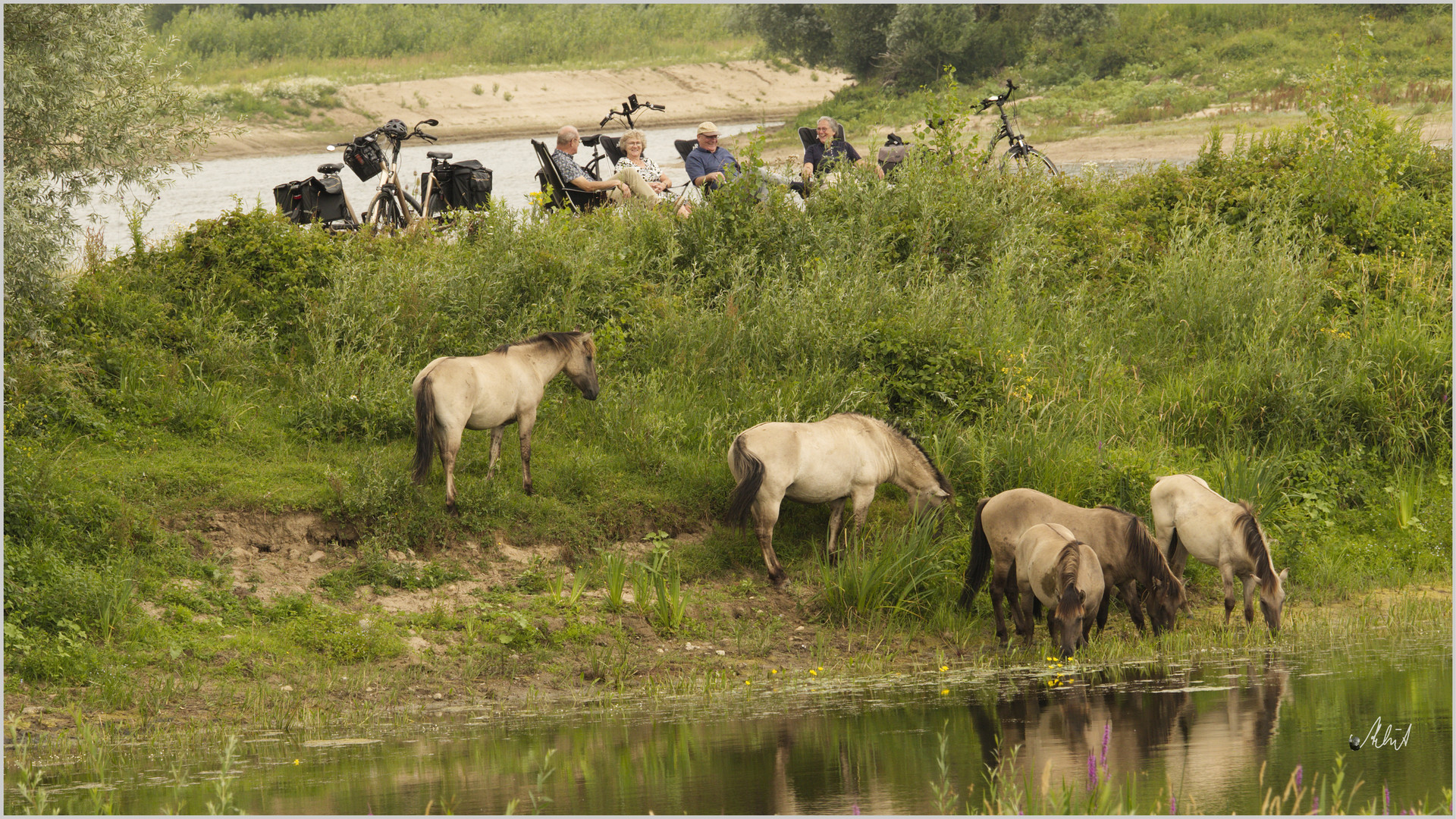 0317   ___ Wildpferde im Millinger Waard   ----