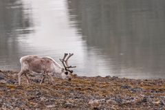 032-20230624 - Spitzberge-Signehamna+Lilliehookbreen+Tinayrebukta - CS8A6226-Bearbeitet