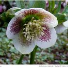 032-2024 Helleborus "Ballard"21.01 THG