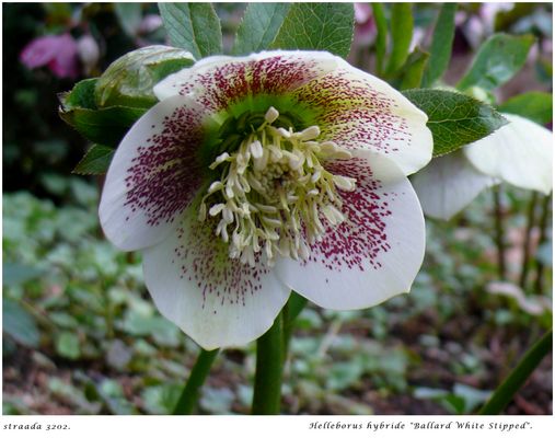 032-2024 Helleborus "Ballard"21.01 THG