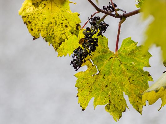 032 Was übrig bleibt_Heinz Schaub