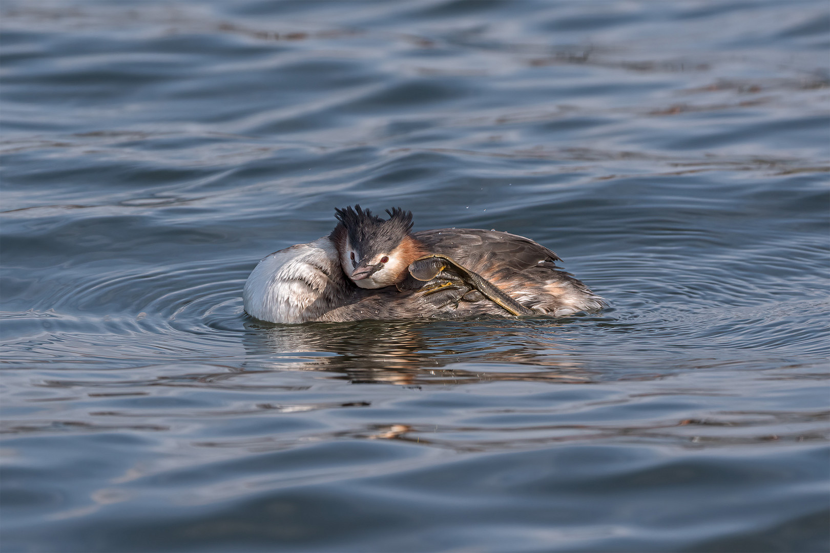 032_Steinhude / Steinhuder Meer