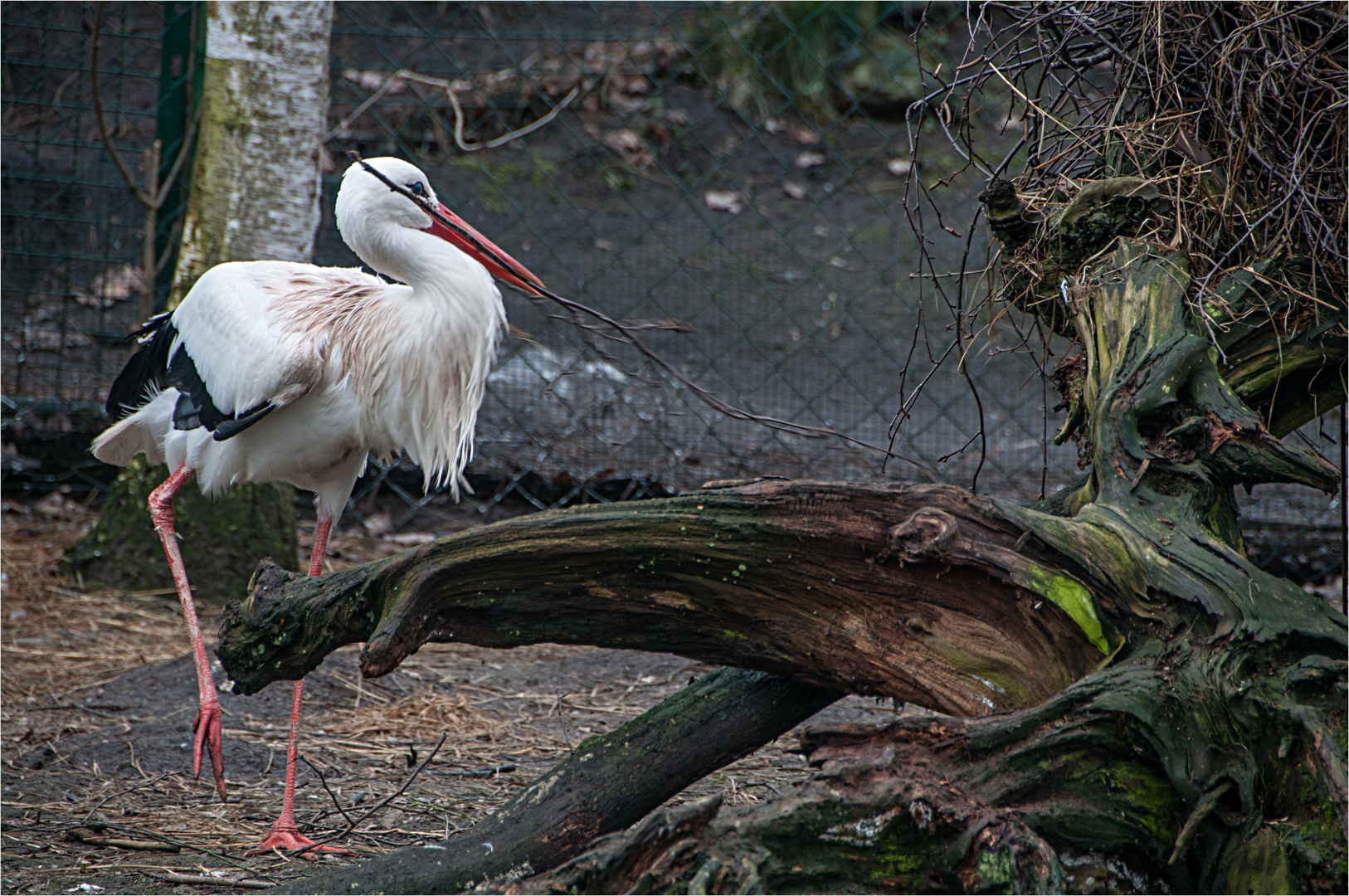 033 / 2021 -  Storch