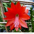 033-2024 Epiphyllum hybride