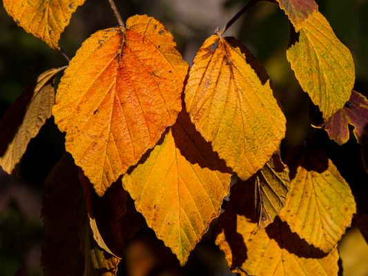 033 Goldener Herbst_Heinz Schaub