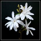 033 MAGNOLIA STELLATA