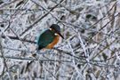 Eisvögel im Winter von SYLKON 