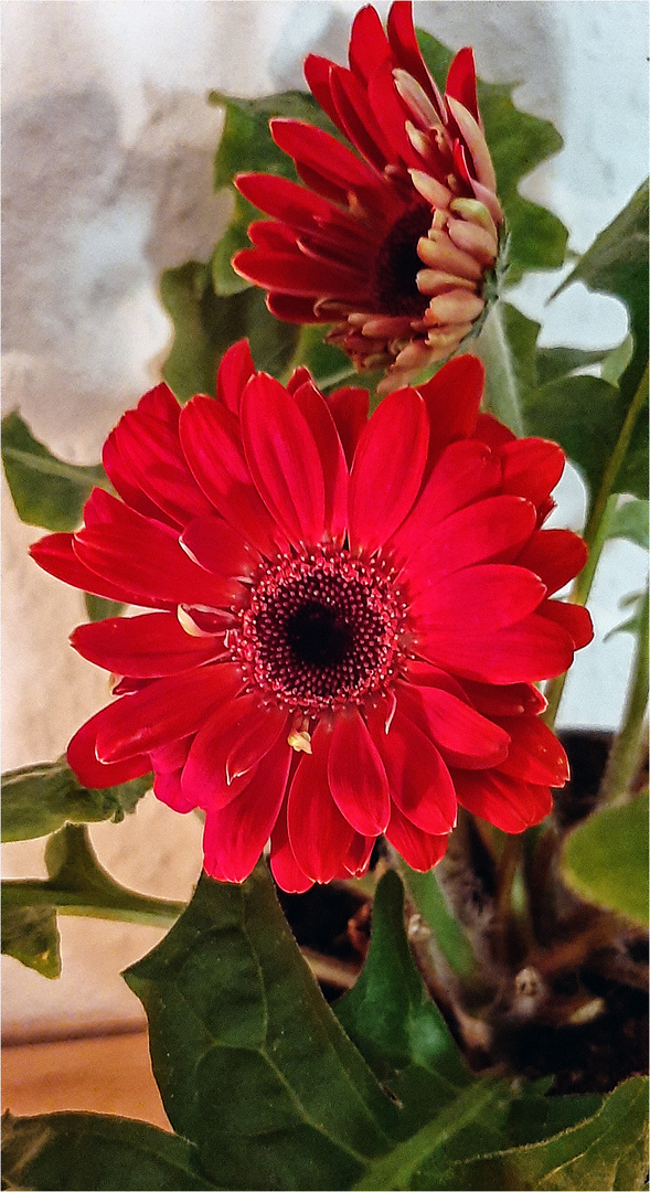 034 / 2020 - Gerbera