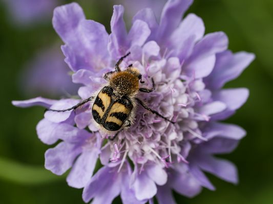 034 Pinselkäfer (Trichius fasciatus)_Heinz Schaub