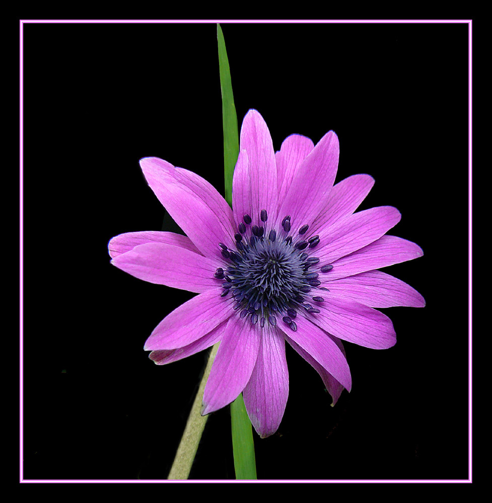 anemone fior di stella