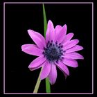 035 ANEMONE FIOR DI STELLA