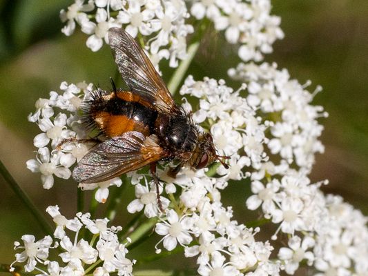 035 Igelfliege_Heinz Schaub