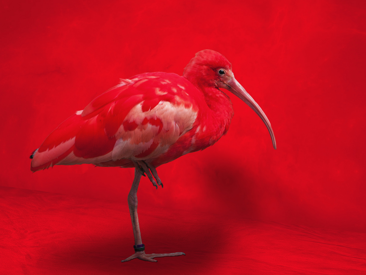 _0351_f_IBIS rot_2