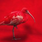 _0351_f_IBIS rot_2