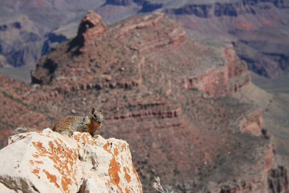 0357 The King of the Grand Canyon