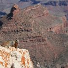 0357 The King of the Grand Canyon