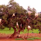 035L'arbre aux chèvres, route d'Essaouira (Maroc) 