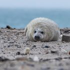 036-20200103 - Helgoland-Düne - CS8A4480-Bearbeitet