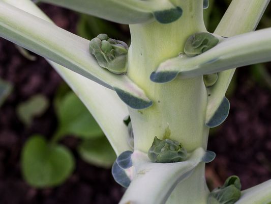 036 Rosenkohl (Erste Knospen)_Heinz Schaub