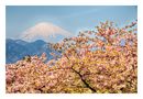 Cherry & mt. FUJI by Tad Kanazaki 