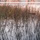 Grasses in the lake 4