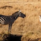 037 - 20160911 - Masai Mara - CS8A2824