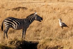 037 - 20160911 - Masai Mara - CS8A2824