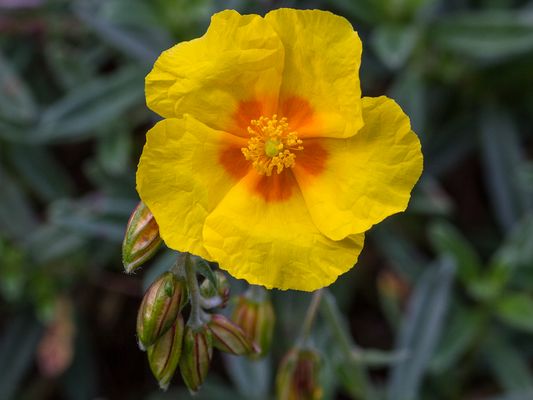 037 Letztes Sonnenröschen_Heinz Schaub