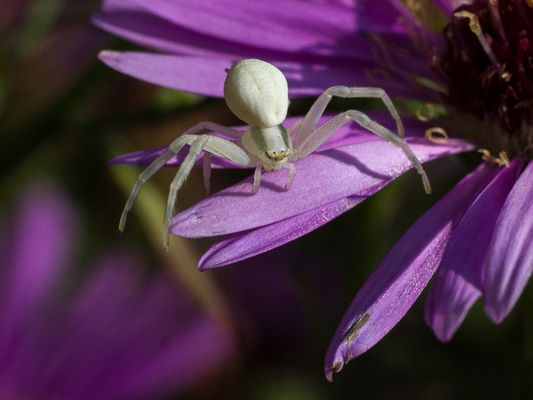 038 Krabbenspinne_Heinz Schaub