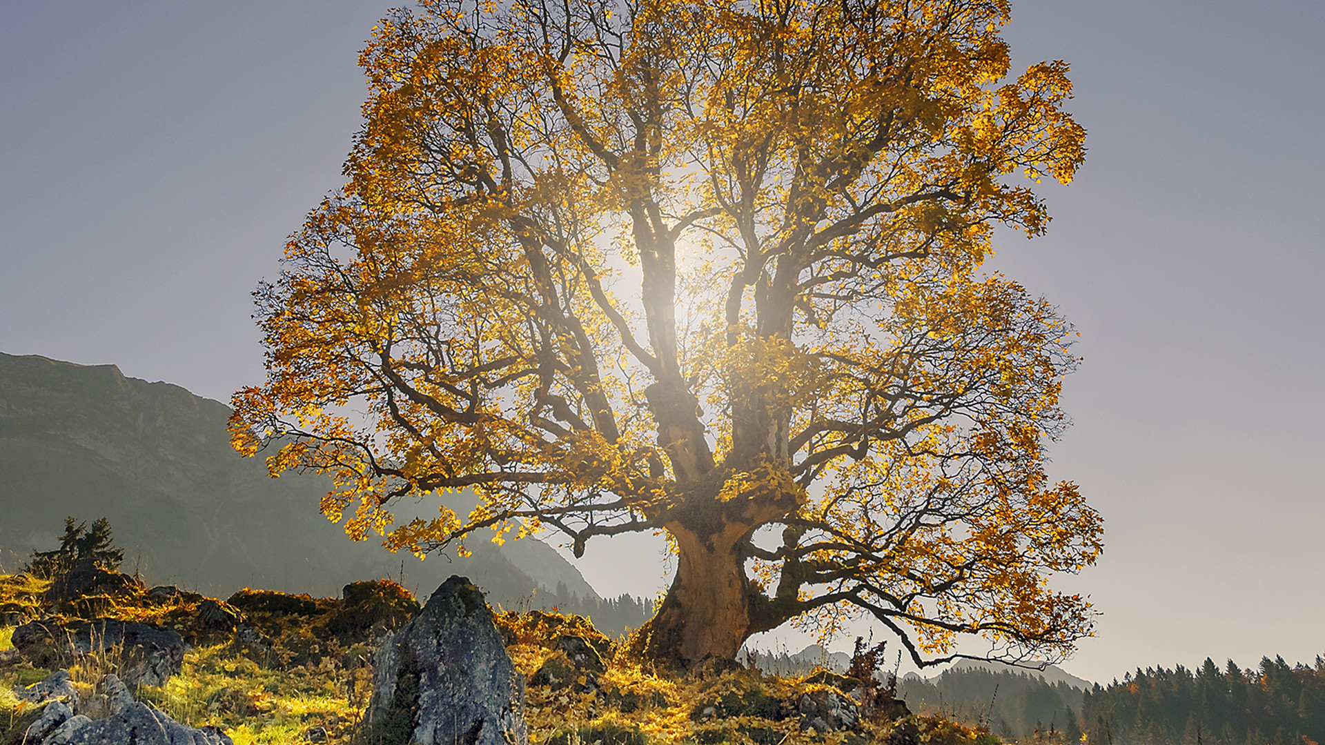 03847 Herbst auf Alp Bumoos, Appenzell, CH