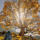 03847 Herbst auf Alp Bumoos, Appenzell, CH