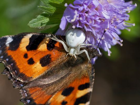 039 Krabbenspinne_Heinz Schaub