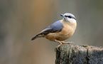 The Living Forest (803) : Nuthatch by Mark Billiau.