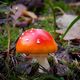 Amanita muscaria