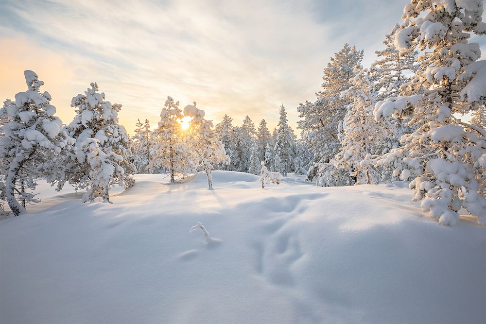 Finnish Winter von Tamara Tschopp