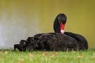 Black Swan von Fantasmagira 