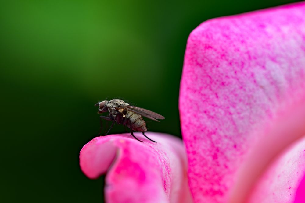 Rosenbesuch von swguide-uk